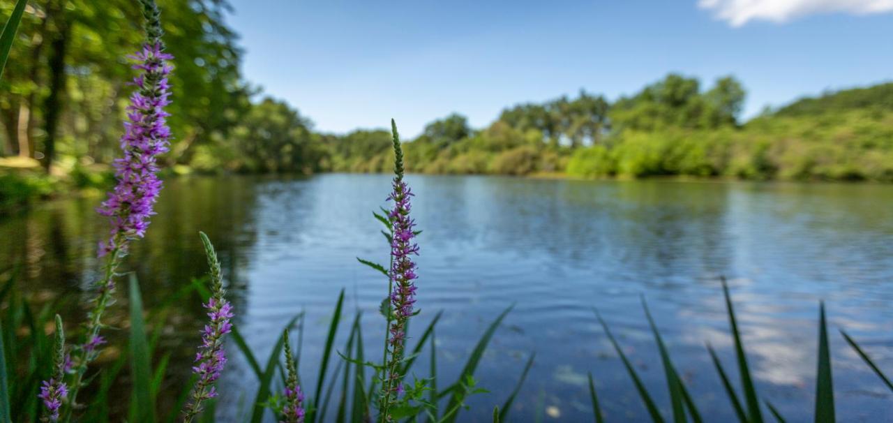 Saint-Paul-lès-Dax Camping L'Etang D'Ardy *** מראה חיצוני תמונה